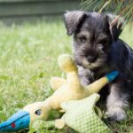 Sznaucera Miniaturowego