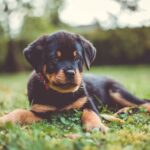 szczeniak Rottweilera