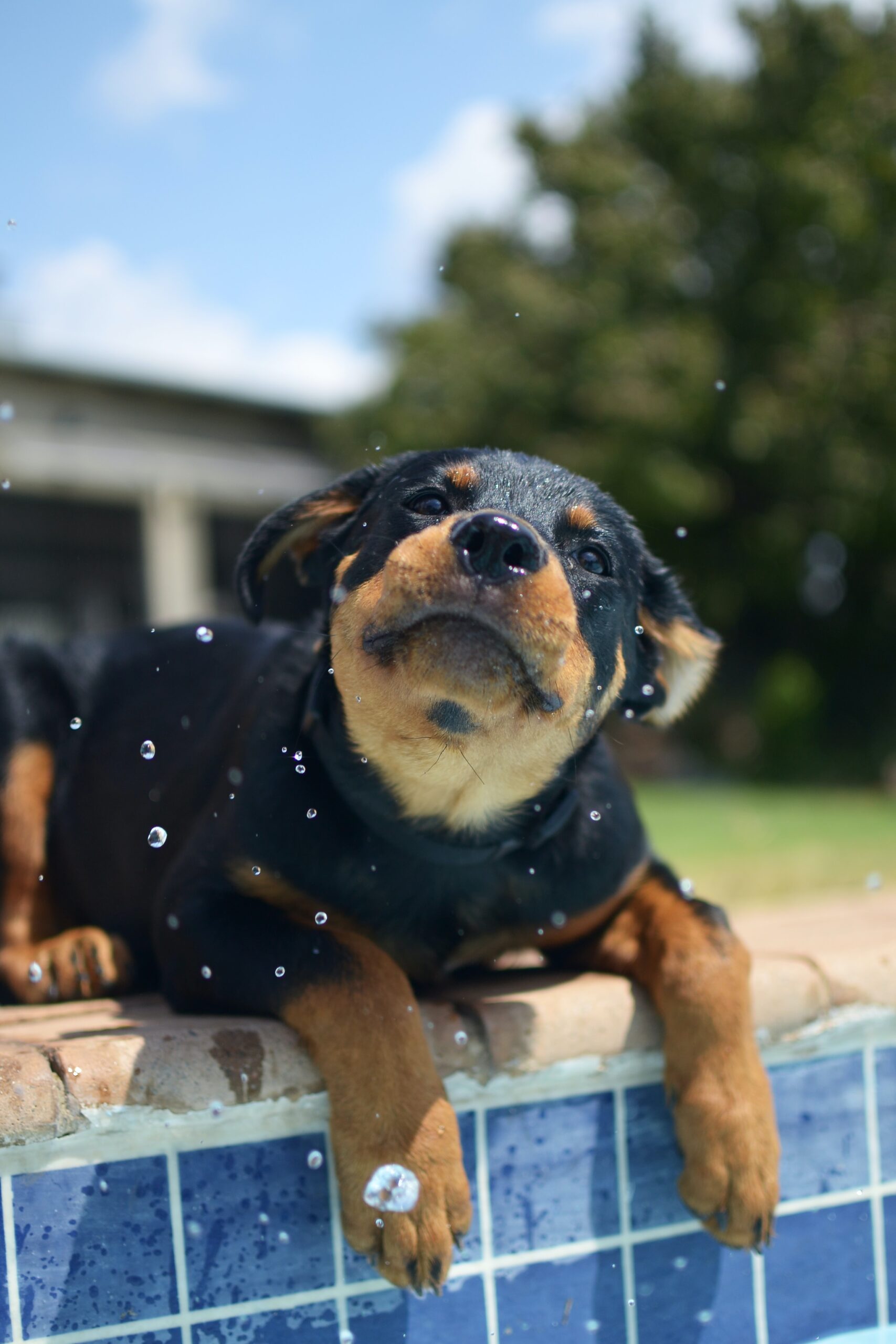 Rottweiler