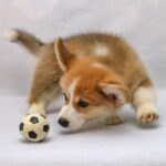 welsh corgi pembroke