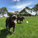 wybiegi dla psów Wrocław psi park plac zabaw dla psow psi skwet dog park wroclaw dolnoslaskie