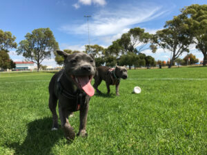 wybiegi dla psów Wrocław psi park plac zabaw dla psow psi skwet dog park wroclaw dolnoslaskie