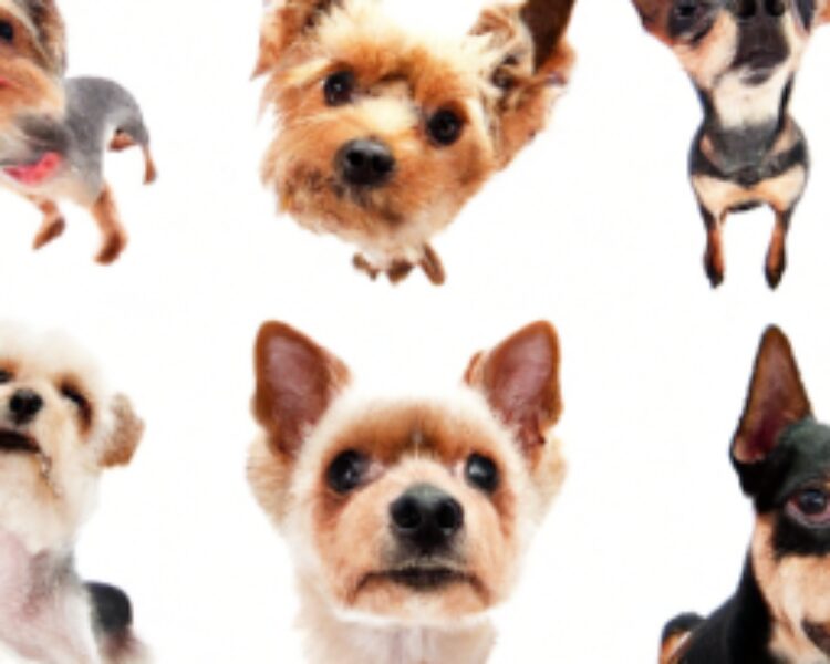 Małe rasy psów – TOP 10 najpopularniejszych ras w Polsce